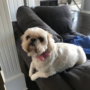 Meet your Posher, Bailey